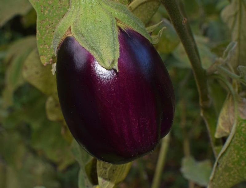 Miso Glazed Eggplant